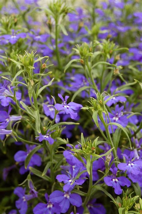 Lobelia erinus 'Dark Blue' Lobelia from George Didden Greenhouses, Inc.