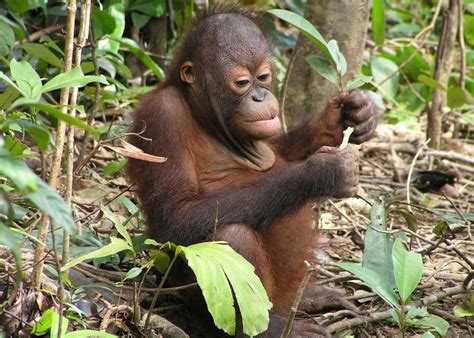 Orangutans And Islands Of Borneo Audley Travel Orangutan Orangutan