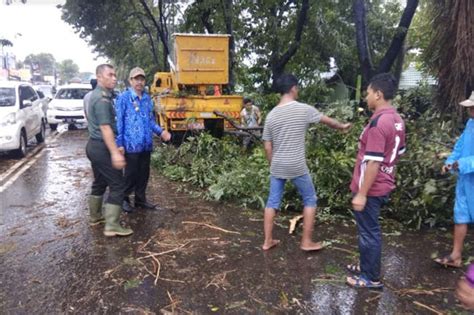 Jelang Puncak Musim Hujan DLH Pangkas Ranting Pohon Yang Rawan Tumbang