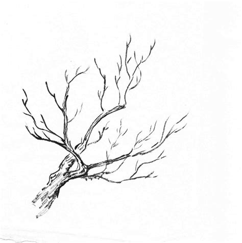 Tree Branch Drawing at GetDrawings | Free download