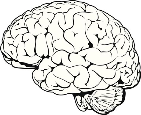 Drawn Brain Drawing Easy Drawings Of Brain Clip Art Library Images