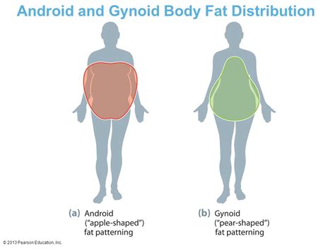 dysnutrition   difference   gynoid healthy fat