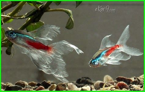 IKAN NEON TETRA PDF