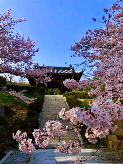 淡路島の隠れた桜の名所、龍宝寺／神奈木流 体バランス法 神奈木流 体バランス法