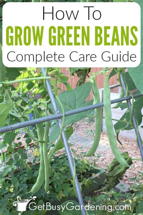 Green Bean Trellis Artofit