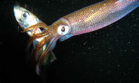 11 Squid Nutritional Facts - Facts.net