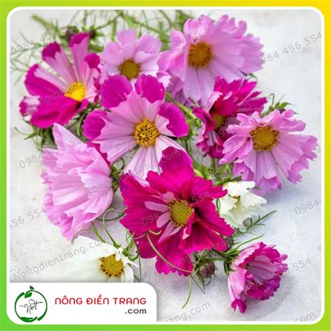 Hạt Giống Hoa Sao Nhái Loa Kèn Mix Nhiều Màu Gói 01g Cửa Hàng Vtnn