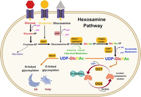 The Hexosamine Biosynthetic Pathway Glucose Enters The Cell And