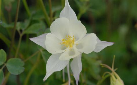 Aquilegia Caerulea Hybride Kristall Akelei