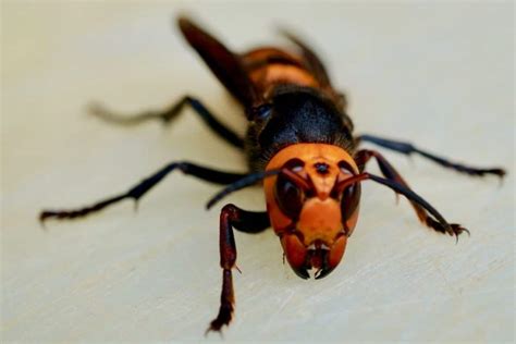 Asian giant hornet - Invasive Species Council of British Columbia