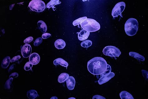 Jellyfish Wallpaper Jelly Fish - Free photo on Pixabay