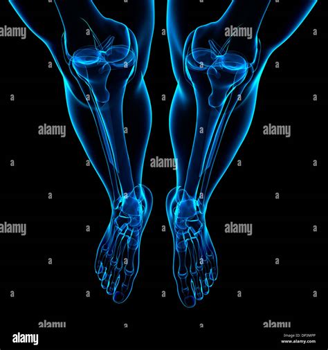 Human Leg Bones Artwork Stock Photo Alamy