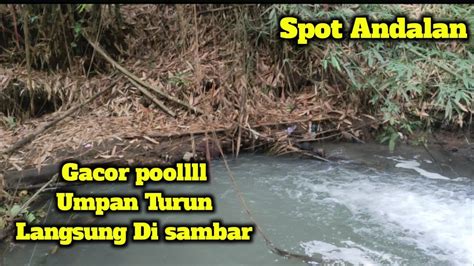 Ikan Rakus Poolll Mancing Wader Super Gacor Dengan Umpan Andalan Roti