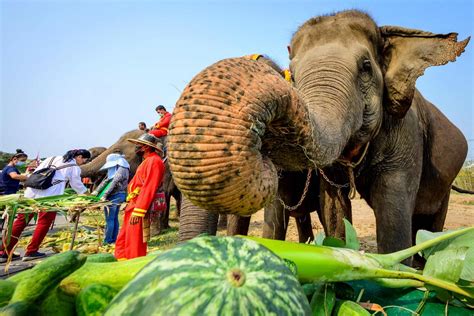 Thailand celebrates Elephant Day, hoping tourists will return | The ...