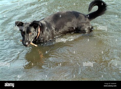 Black Dog Labrador Hybrid Swimming In Water Retrieving A Stick Stock