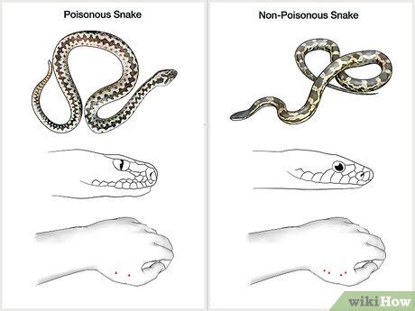 How to Prevent Snake Bites: 12 Steps (with Pictures) - wikiHow