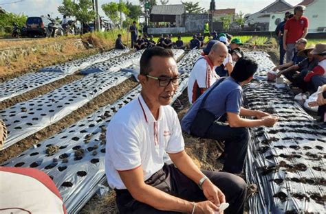 Kabupaten Badung Canangkan Gerakan Tanam Bawang Merah Tingkatkan