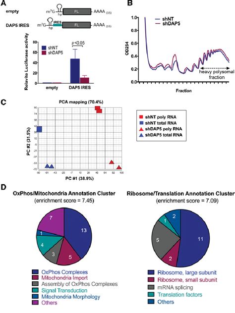 Identifying DAP5 translation targets by RNAseq of polysomal fractions ... 