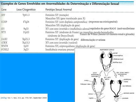 Cromossomos Sexuais X e Y Determinação e Diferenciação Sexual ppt