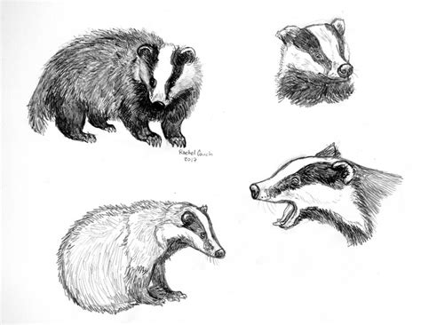 Badger Studies by rlcillustration on DeviantArt