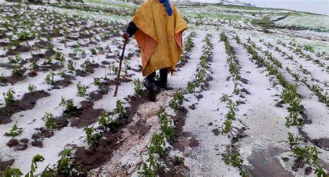 Intensa granizada afecta más de 70 hectáreas de cultivo en Acoria en