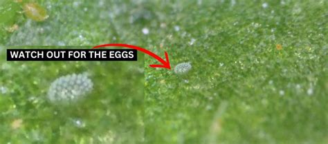 Broad Mites Broadmites On Pepper And Chilli Plants How To Treat And