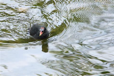 Gallinule Poule D Eau Poussin Gallinula Chloropus Philippe