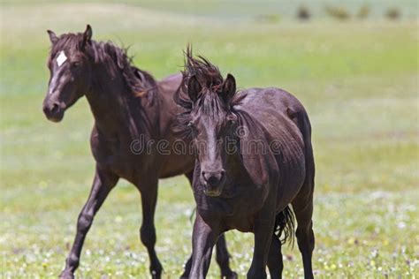 Wild Mustangs Horse Stallion Fight Fighting Stock Photo - Image of ...