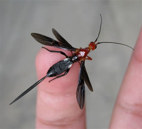 Braconid Wasp Project Noah