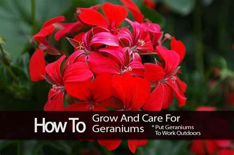 Geraniums Care: How To Grow Geranium Flowers