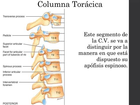 Vértebras Torácicas T1 A T12 Librain