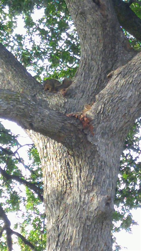 Are These Tree Donkeys Risthisadonkey