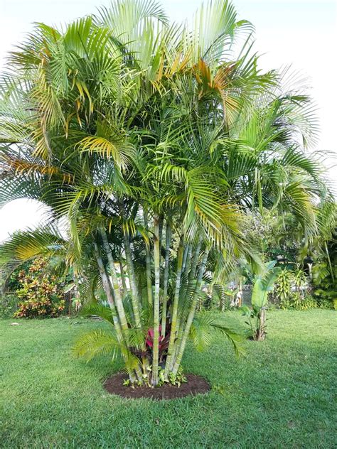 Is It Okay To Plant An Areca Palm In A Tight Spot Near A Cement Wall