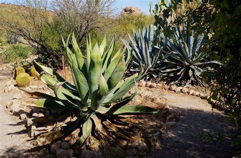 Visit to Boyce Thompson Arboretum in Arizona