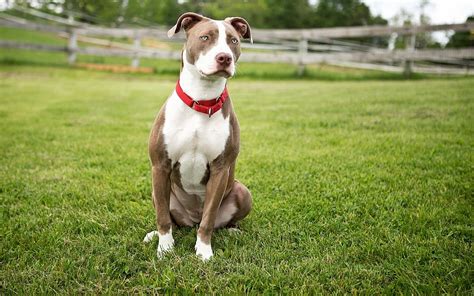 Adult white and gray American pit bull terrier sitting on green grass ...