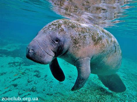Ламантин Фото Животного Википедия – Telegraph