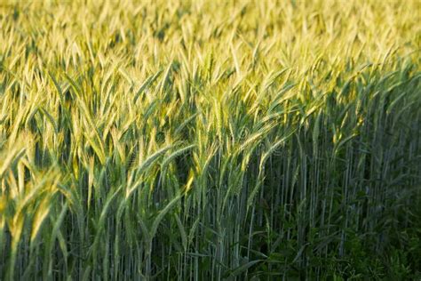 Barley Field Common Barley Hordeum Vulgare Stock Image Image Of