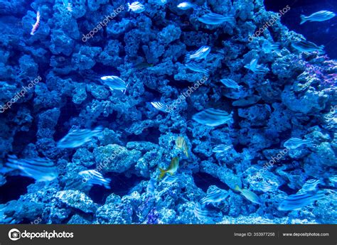 Fechamento De Perna Tatuagem Masculina - Hermoso Mundo Submarino Peces Algas Marinas: fotografía de stock ...