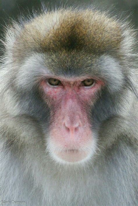 Pin By Erika Moeller On Ideas For Engel Macaque Monkey Animal Close