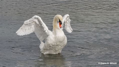 Female Swan Facts & ID (Male vs Female)