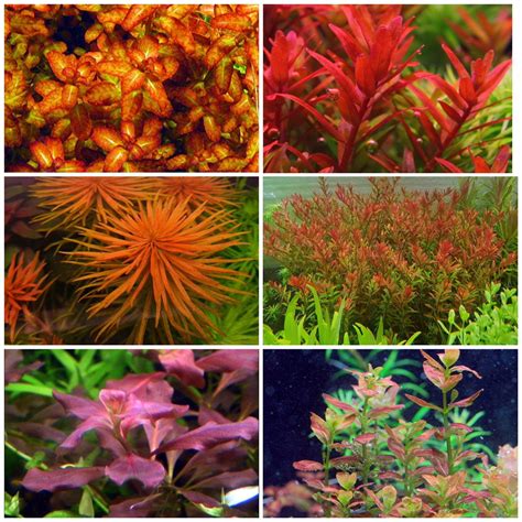 Types Of Aquatic Plants | ubicaciondepersonas.cdmx.gob.mx