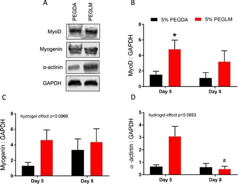 Quantification Of Myogenic Markers In C2C12 Myoblasts Cultured On 5