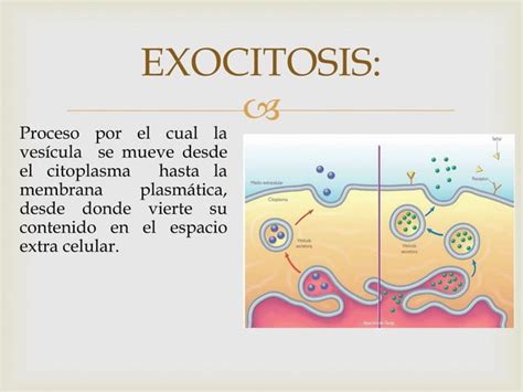 Organelos Membranosos Características Y Función Ppt