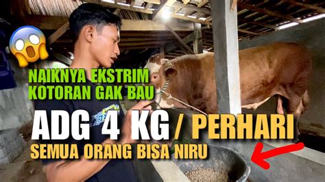 Comboran Sapi Ajaib Adg Kilat Semua Orang Bisa Niru Youtube