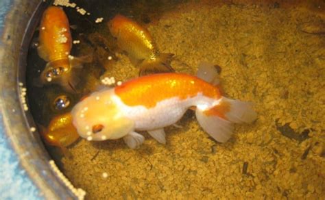 らんちゅうの種類と飼育方法｜寿命や成長速度、屋外屋内は？ Woriver Aquarium