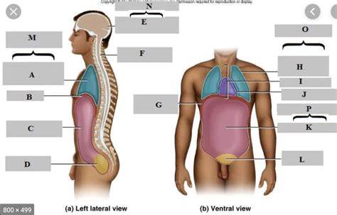 Anatomy Ventral View Body Cavities Diagram Quizlet