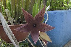 Category Stapelia Grandiflora Wikimedia Commons