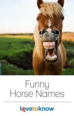 125 Funny Race Horse Names - Hilarious Ideas for Naming Your Horse | PetPress | Funny animal ...