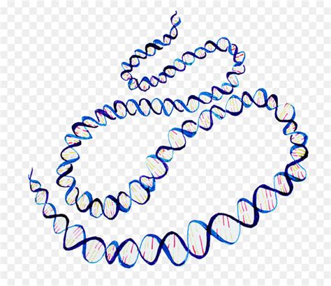 Genome Clipart Clip Art Library