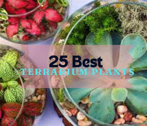 What Are Terrarium Plants 25 Best Terrariums Plants